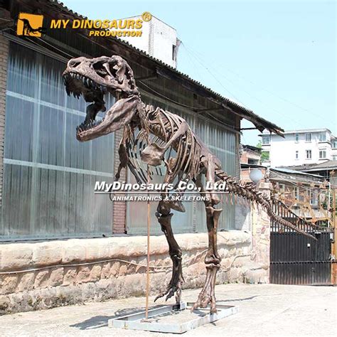 replica dinosaur skeleton|life size dinosaur skeleton pattern.